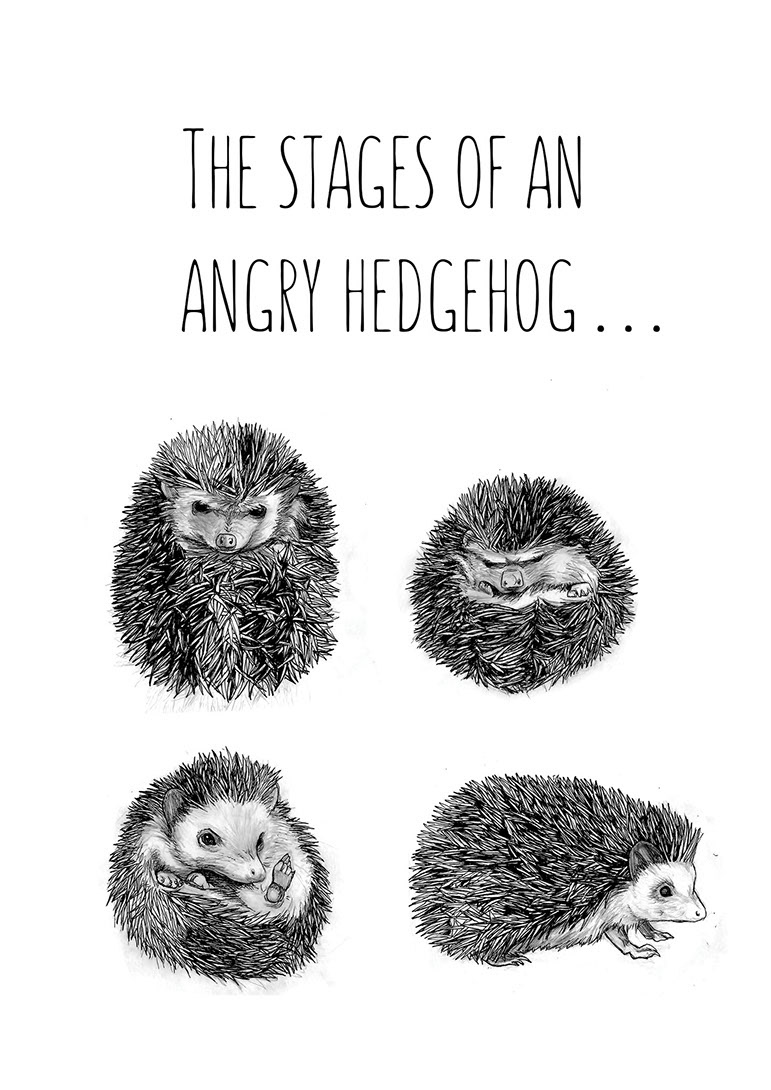 The Stages of an Angry Hedgehog illustration